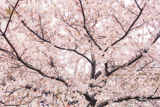 Japanese cherry blossom & rice milk Scent Reed Diffuser